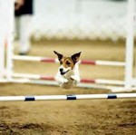 jack russell jumping