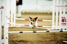jack russell jumping